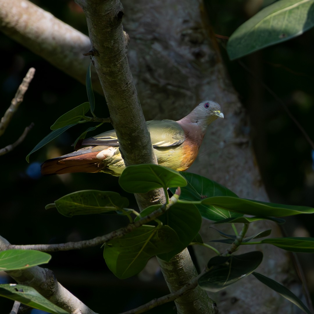 Pink-necked Green-Pigeon - ML642503334