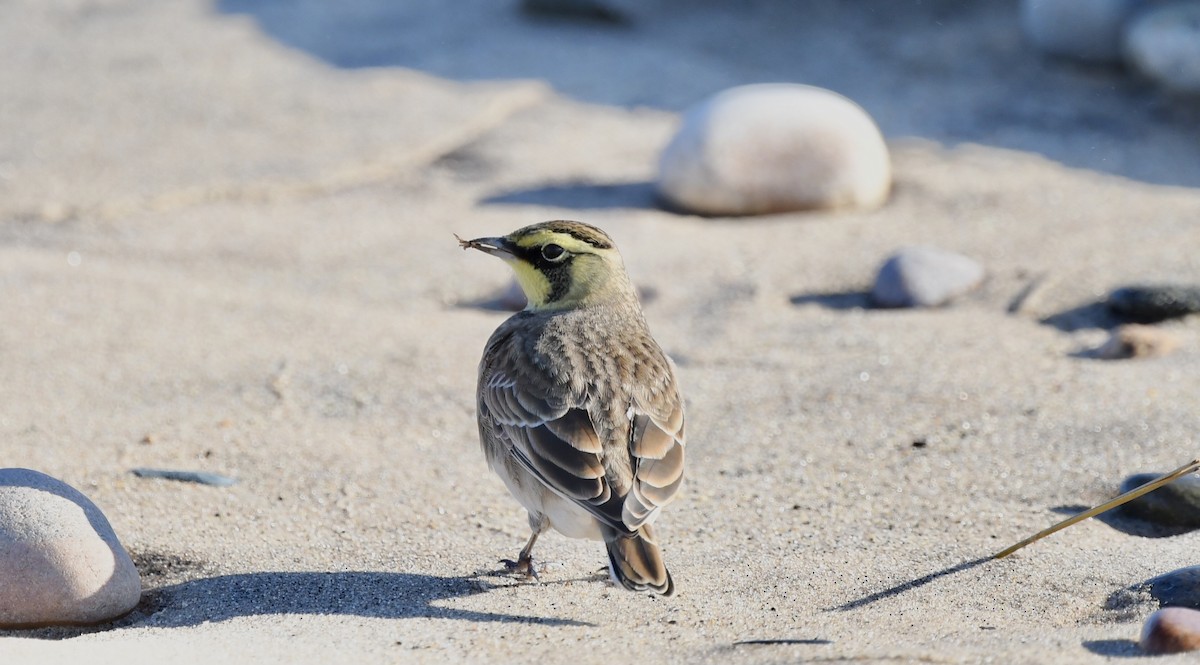 Horned Lark - ML642503338