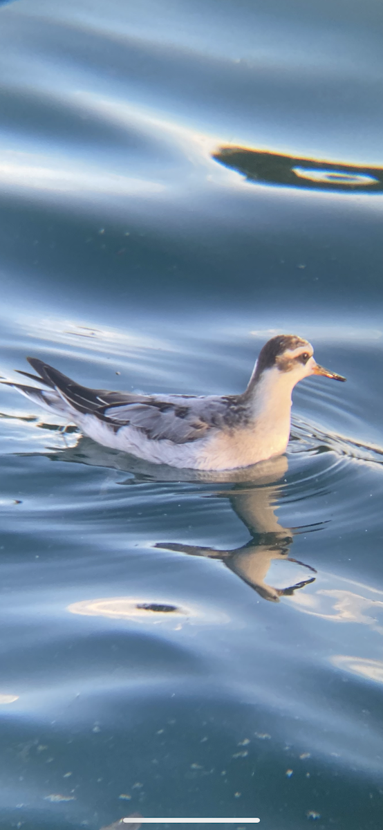 Red Phalarope - ML642503345