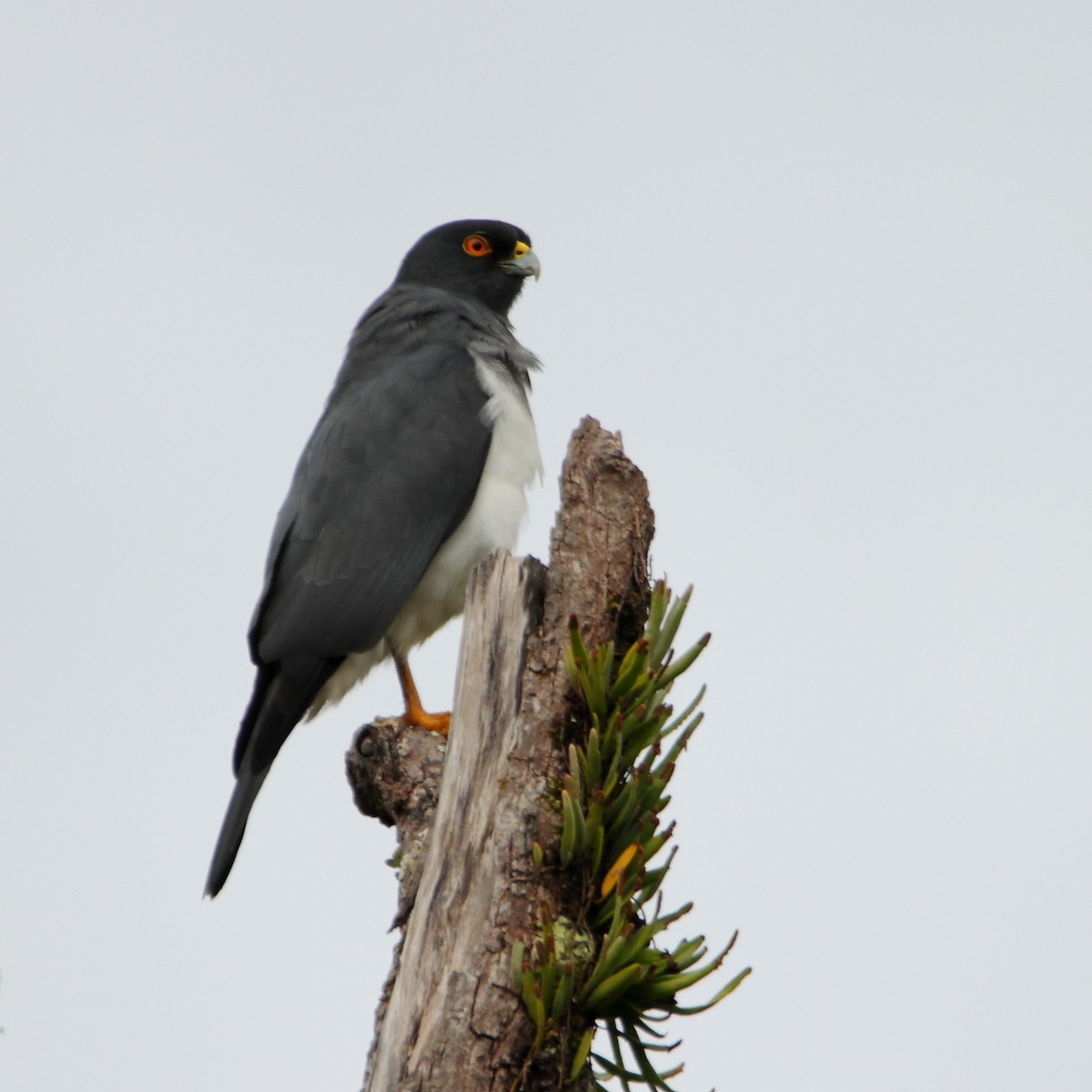 New Caledonian Goshawk - ML642503358