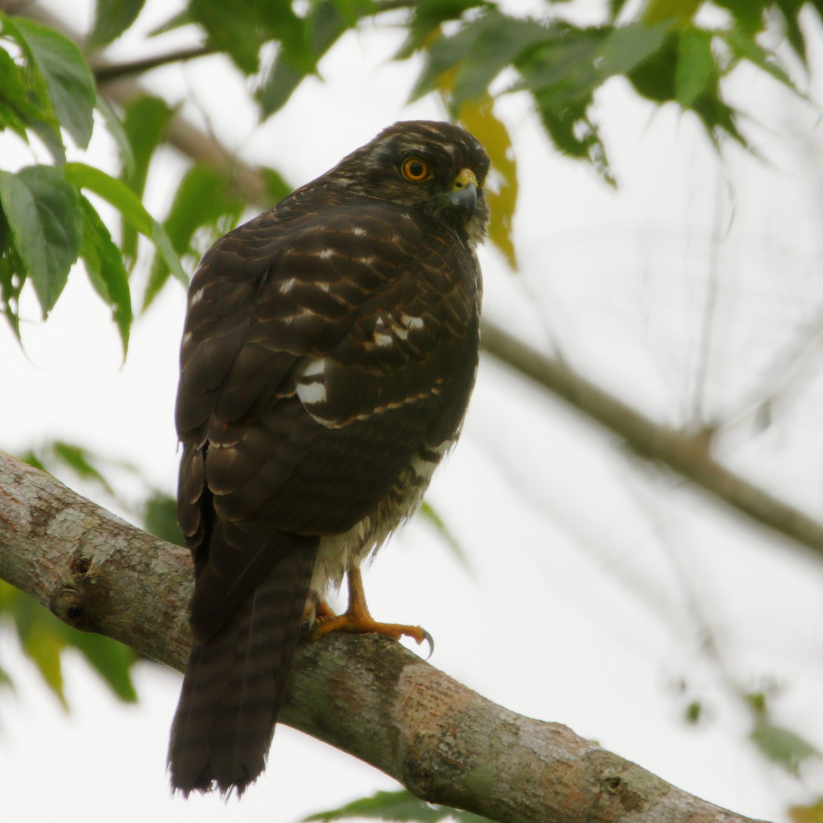 New Caledonian Goshawk - ML642503360