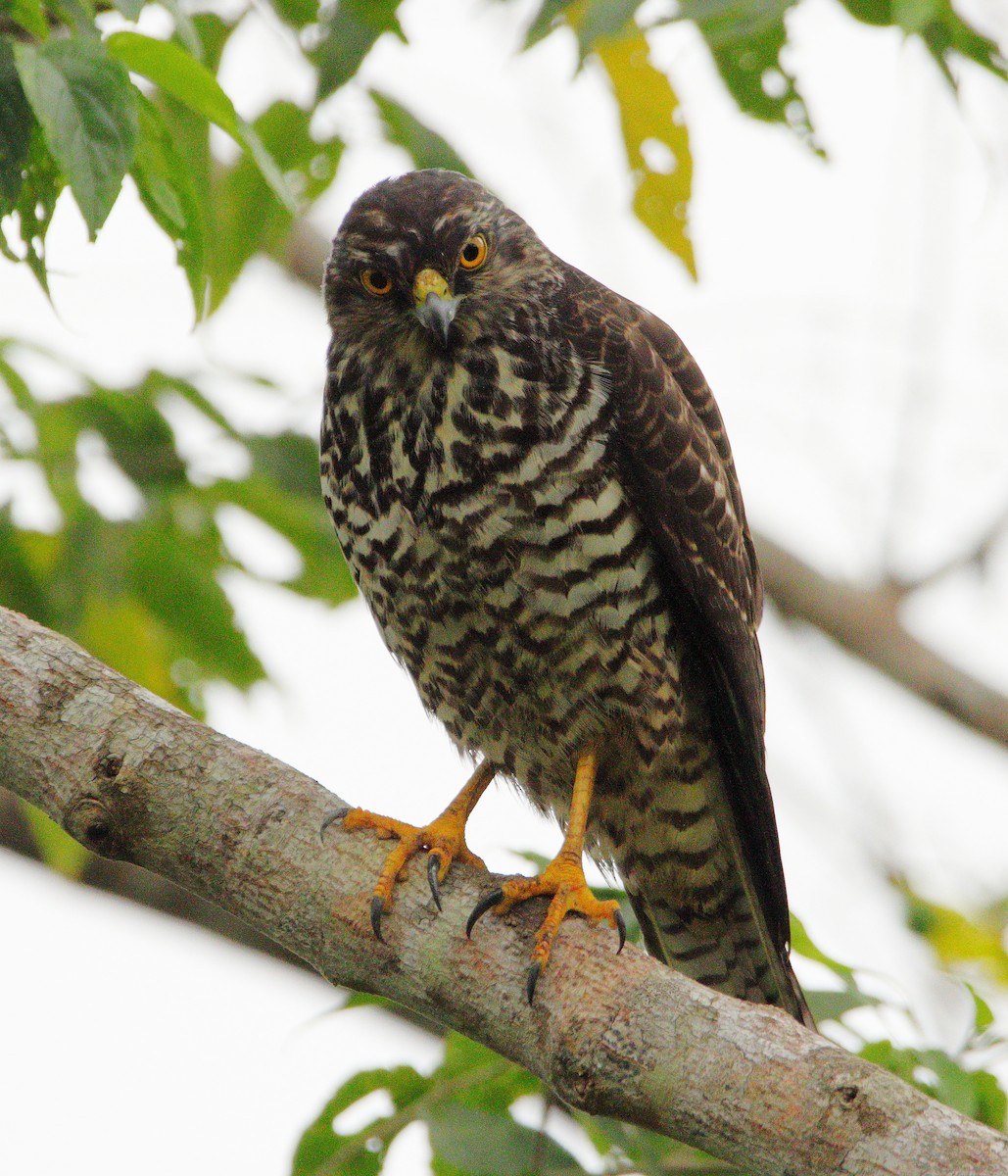 New Caledonian Goshawk - ML642503362