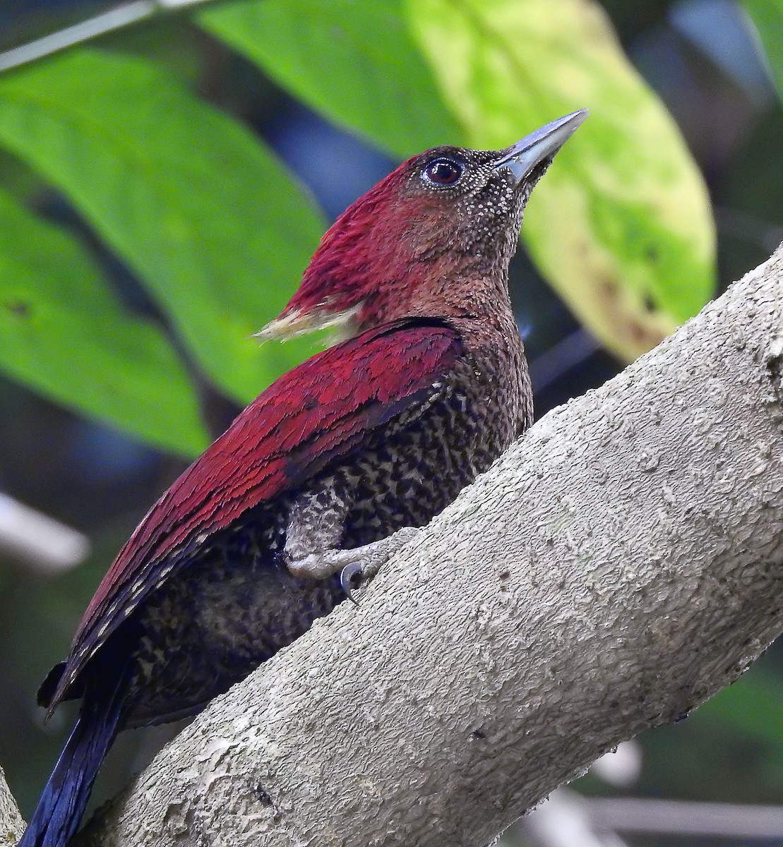 Banded Woodpecker - ML642503369