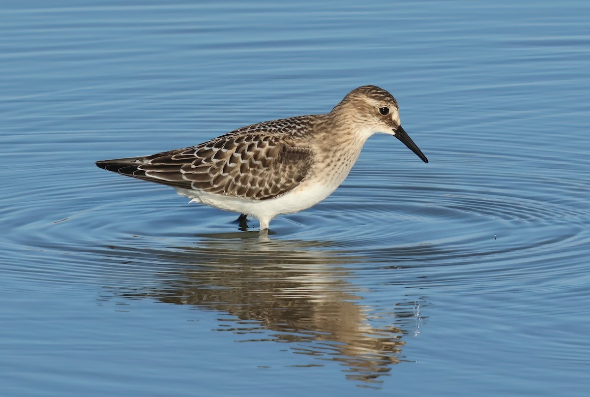 Baird's Sandpiper - ML642503378