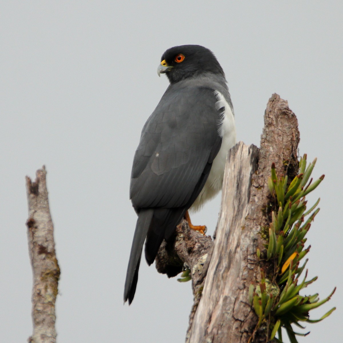 New Caledonian Goshawk - ML642503379