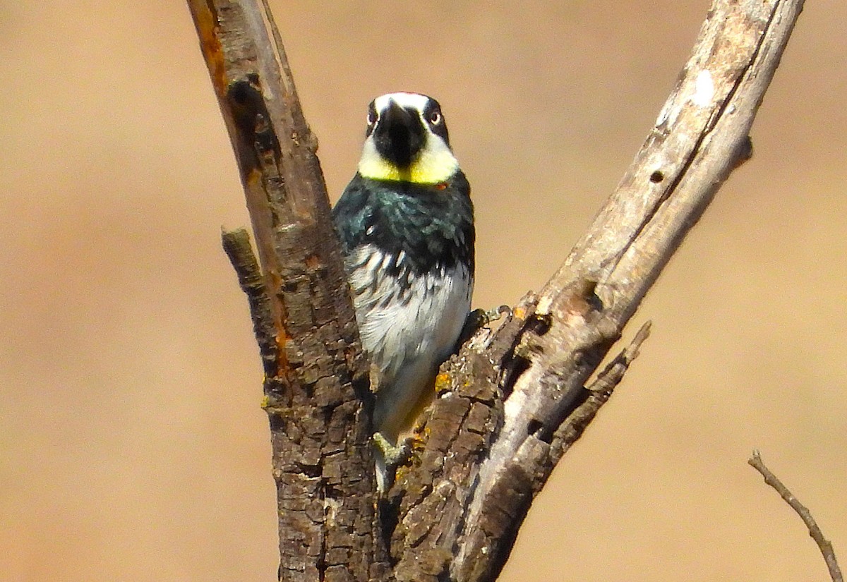 Acorn Woodpecker - ML642503419