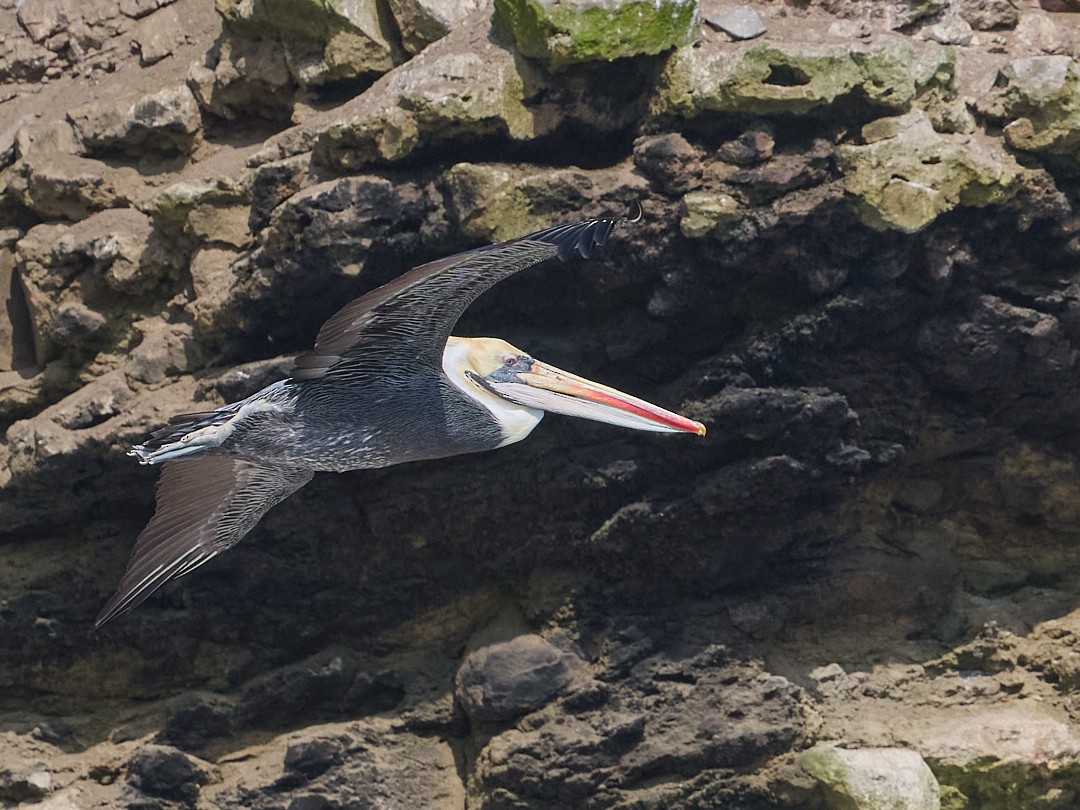 Peruvian Pelican - ML642503425