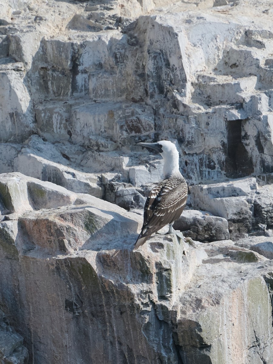 Peruvian Booby - ML642503434