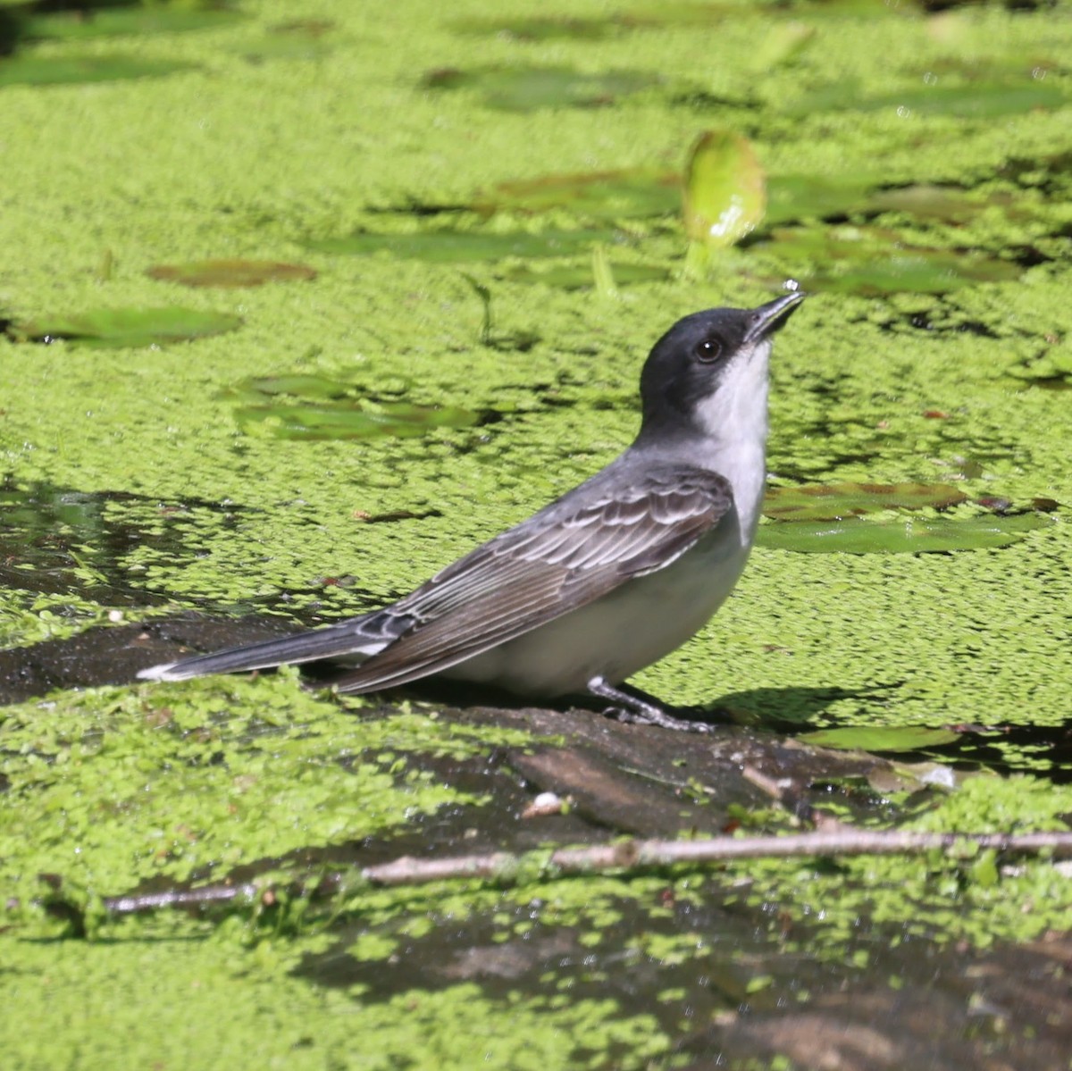 Eastern Kingbird - ML642503440