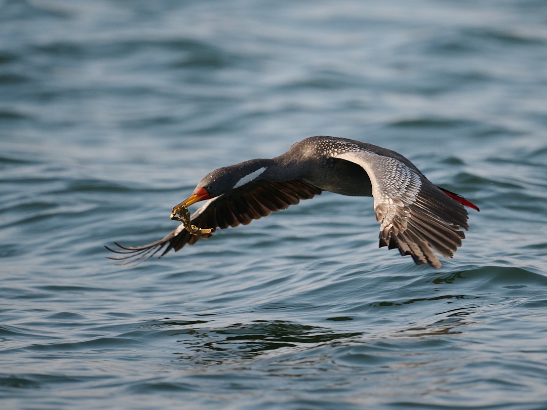Red-legged Cormorant - ML642503448