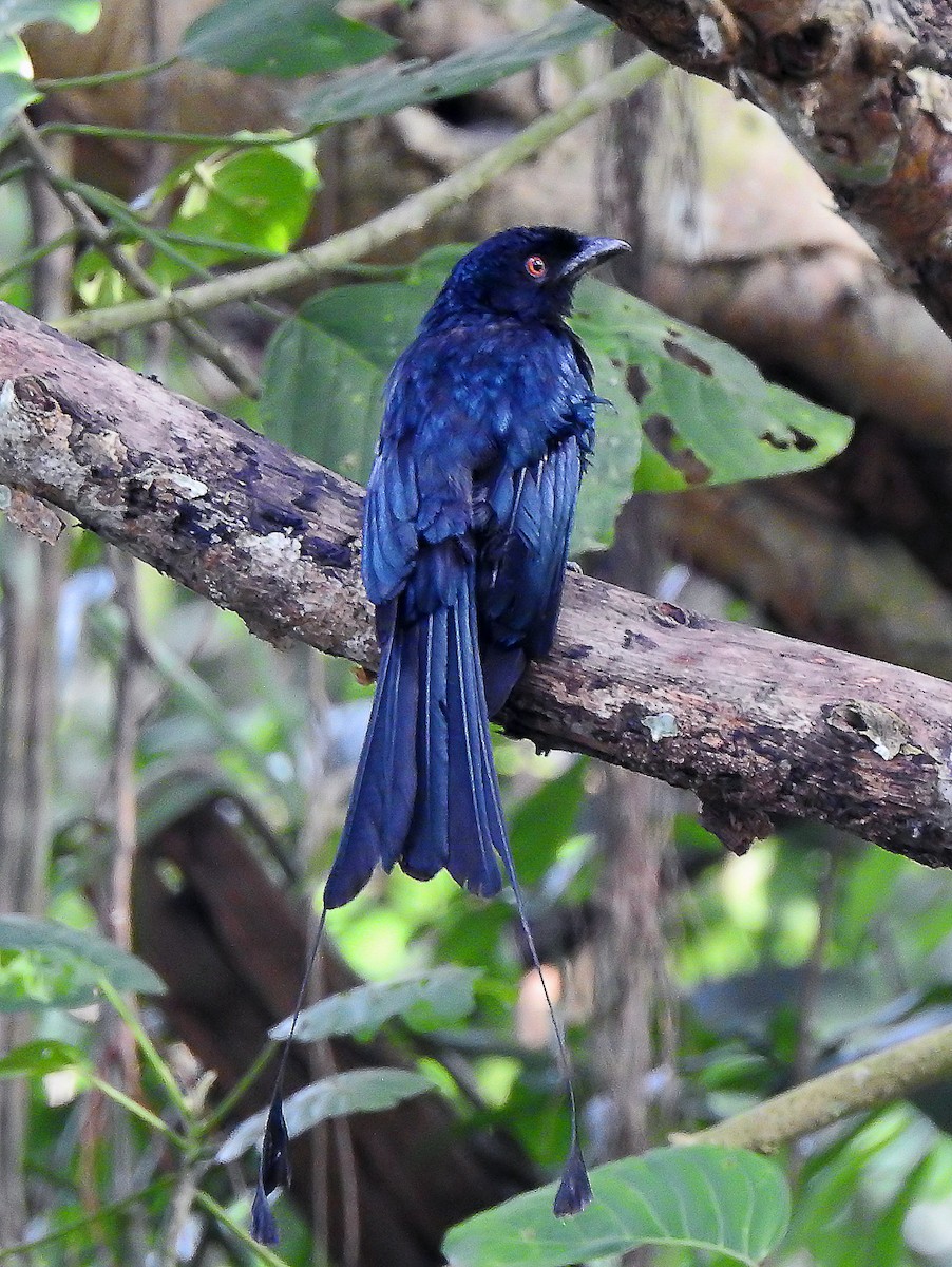 Greater Racket-tailed Drongo - ML642503449