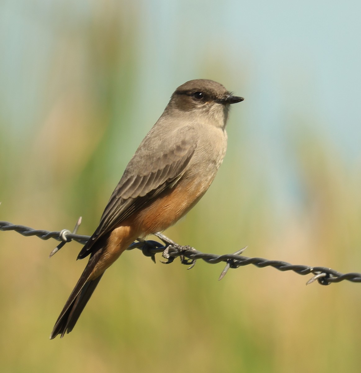 Say's Phoebe - ML642503450