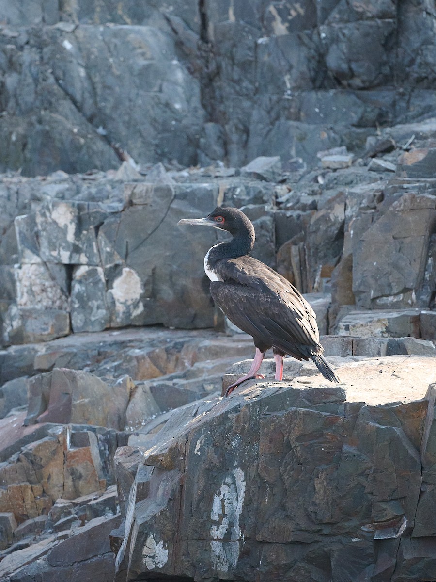 Guanay Cormorant - ML642503456