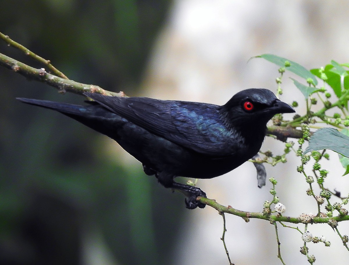 Asian Glossy Starling - ML642503463