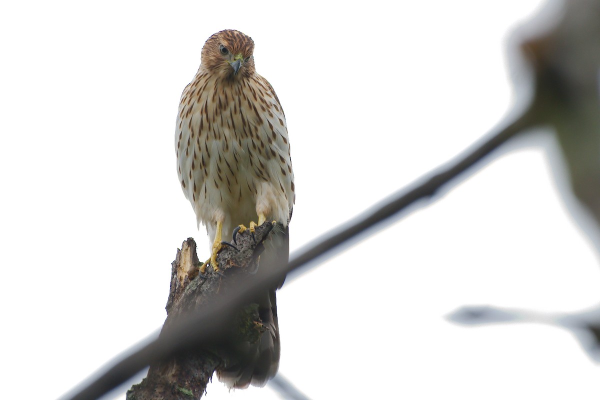Cooper's Hawk - ML642503468