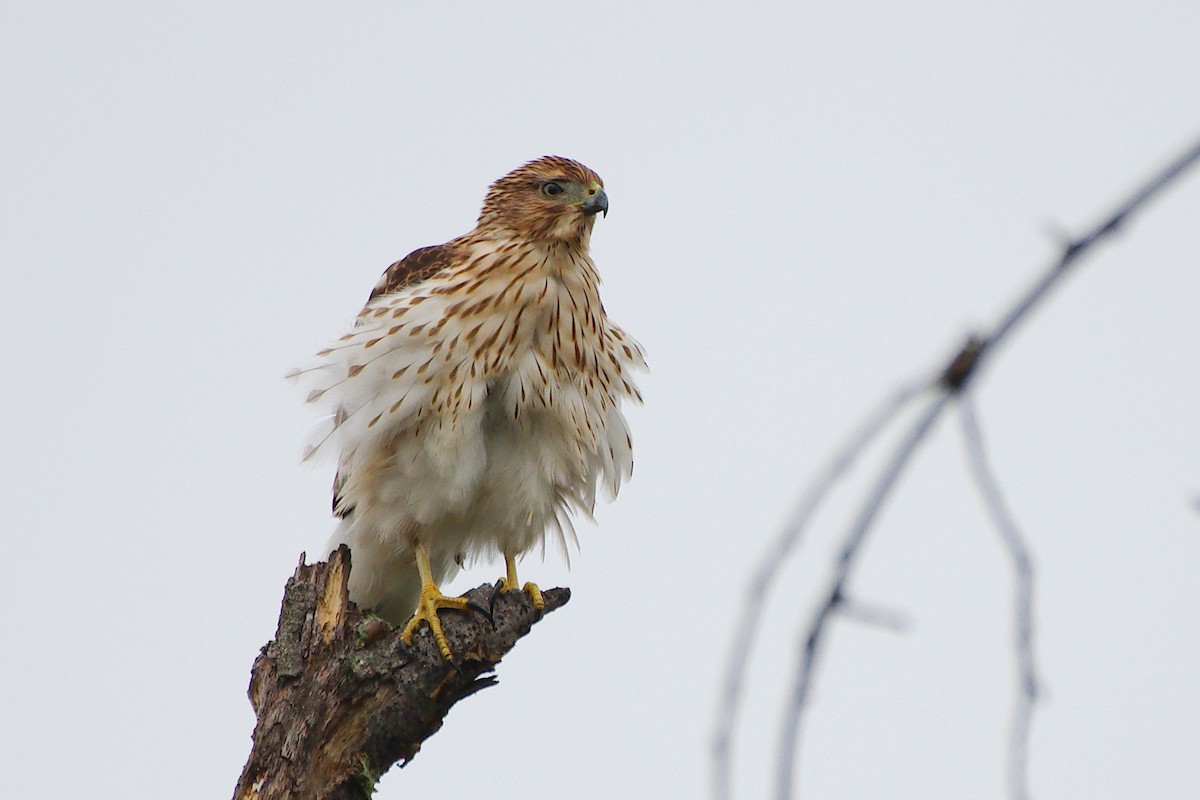 Cooper's Hawk - ML642503469