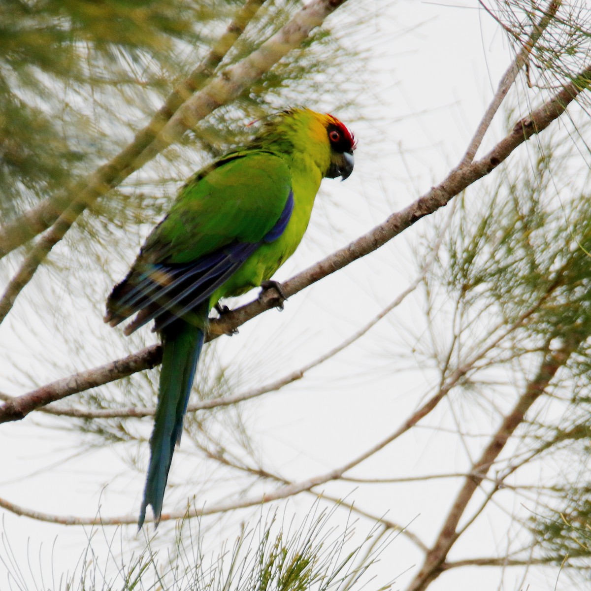 Horned Parakeet - ML642503470