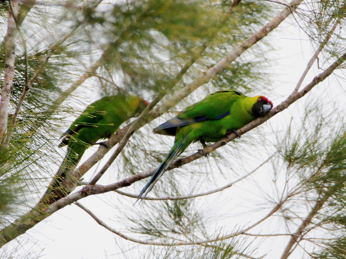 Horned Parakeet - ML642503472