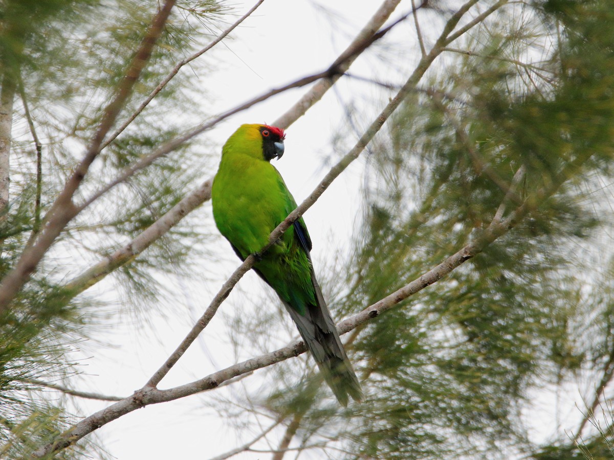 Horned Parakeet - ML642503474