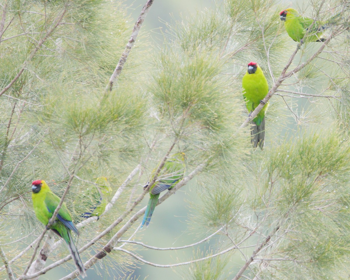 Horned Parakeet - ML642503476