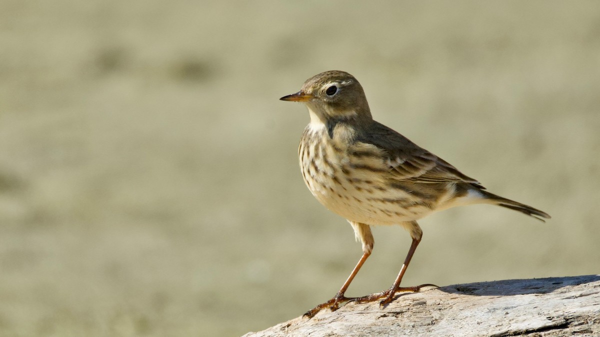 American Pipit - ML642503481