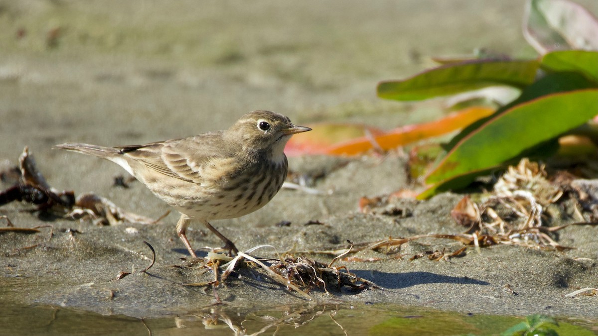 American Pipit - ML642503482