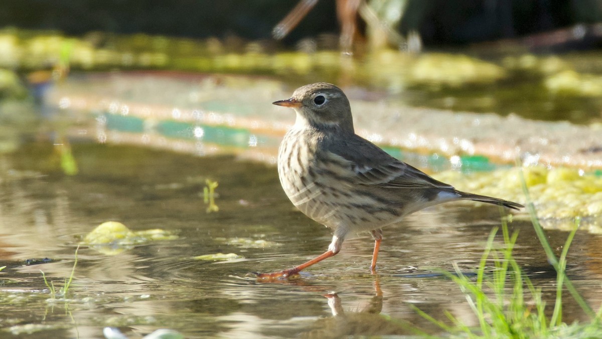 American Pipit - ML642503483