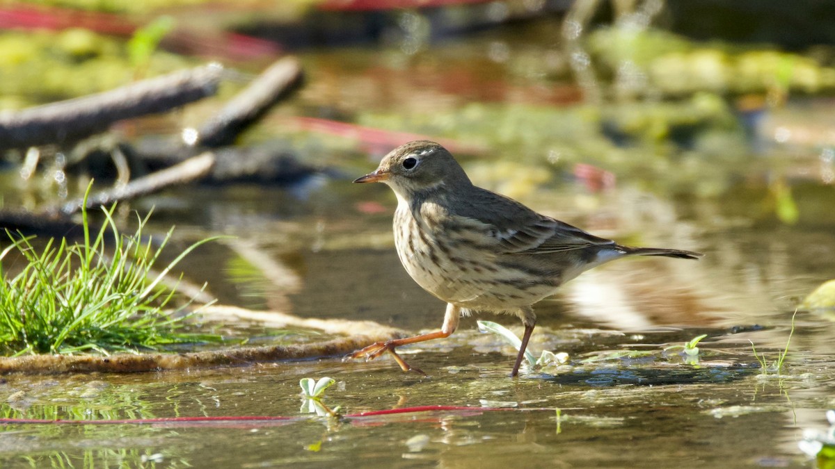 American Pipit - ML642503484
