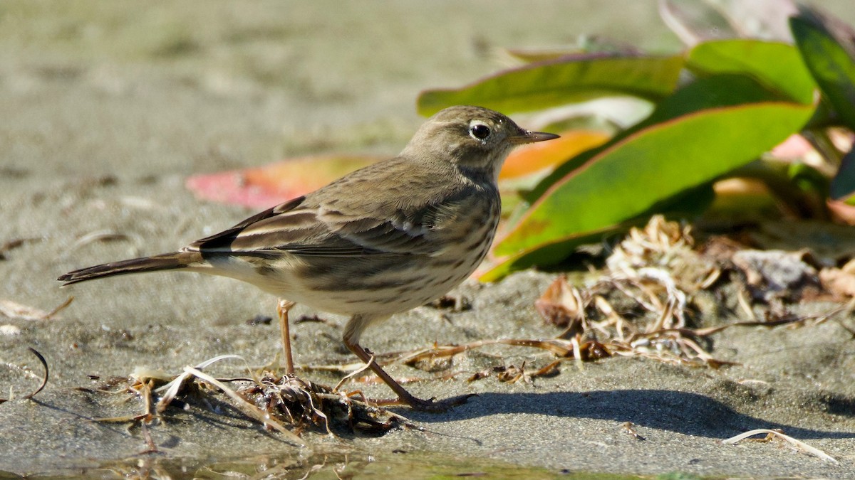 American Pipit - ML642503485