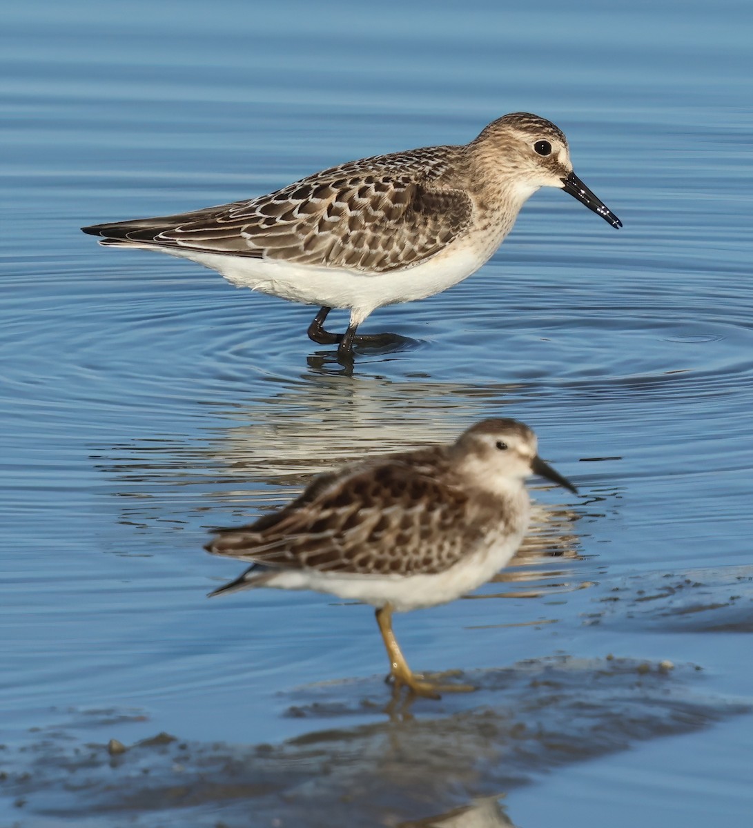 Baird's Sandpiper - ML642503494