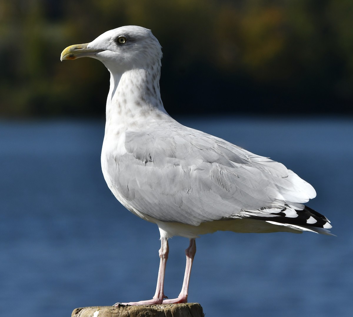 American Herring Gull - ML642503504