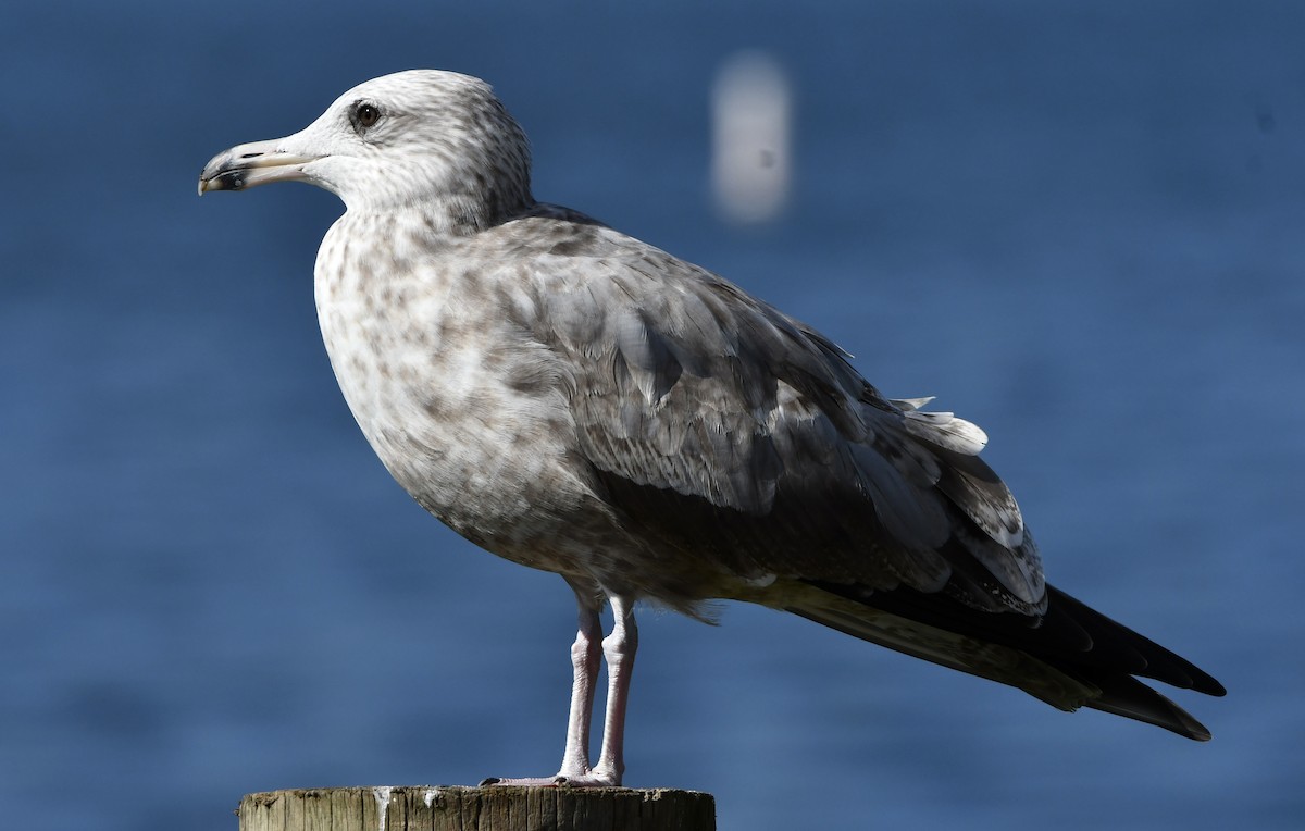 American Herring Gull - ML642503505