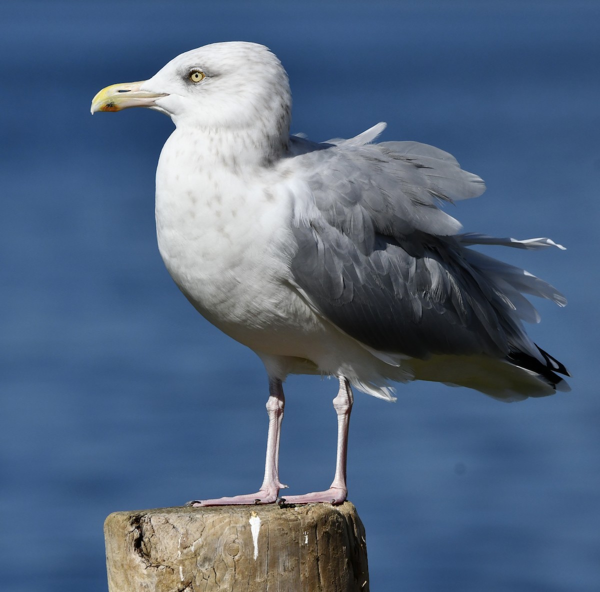 American Herring Gull - ML642503506