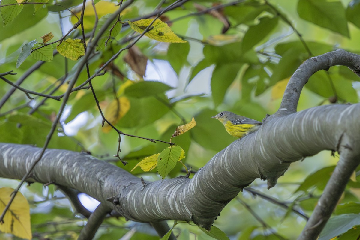 Magnolia Warbler - ML642503545