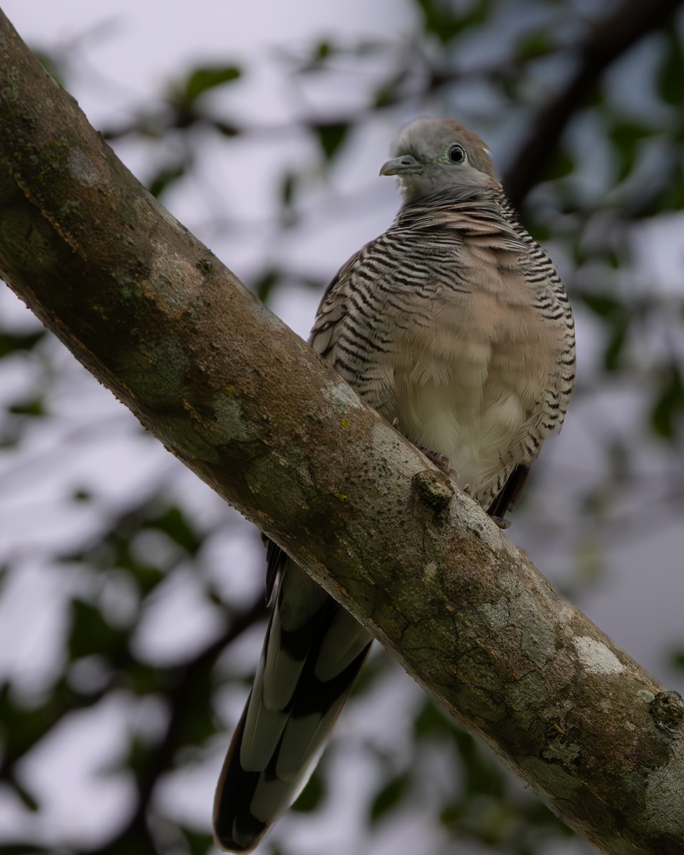 Zebra Dove - ML642503548