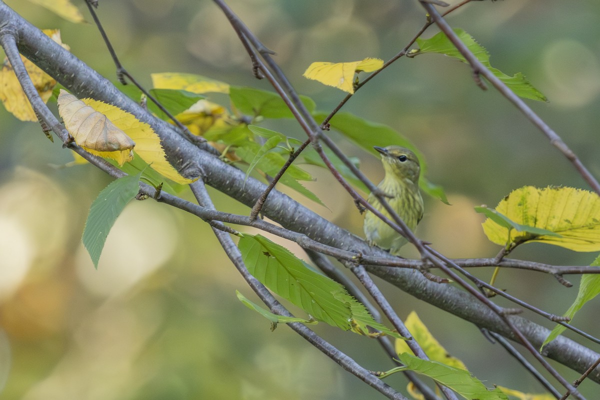 Blackpoll Warbler - ML642503555
