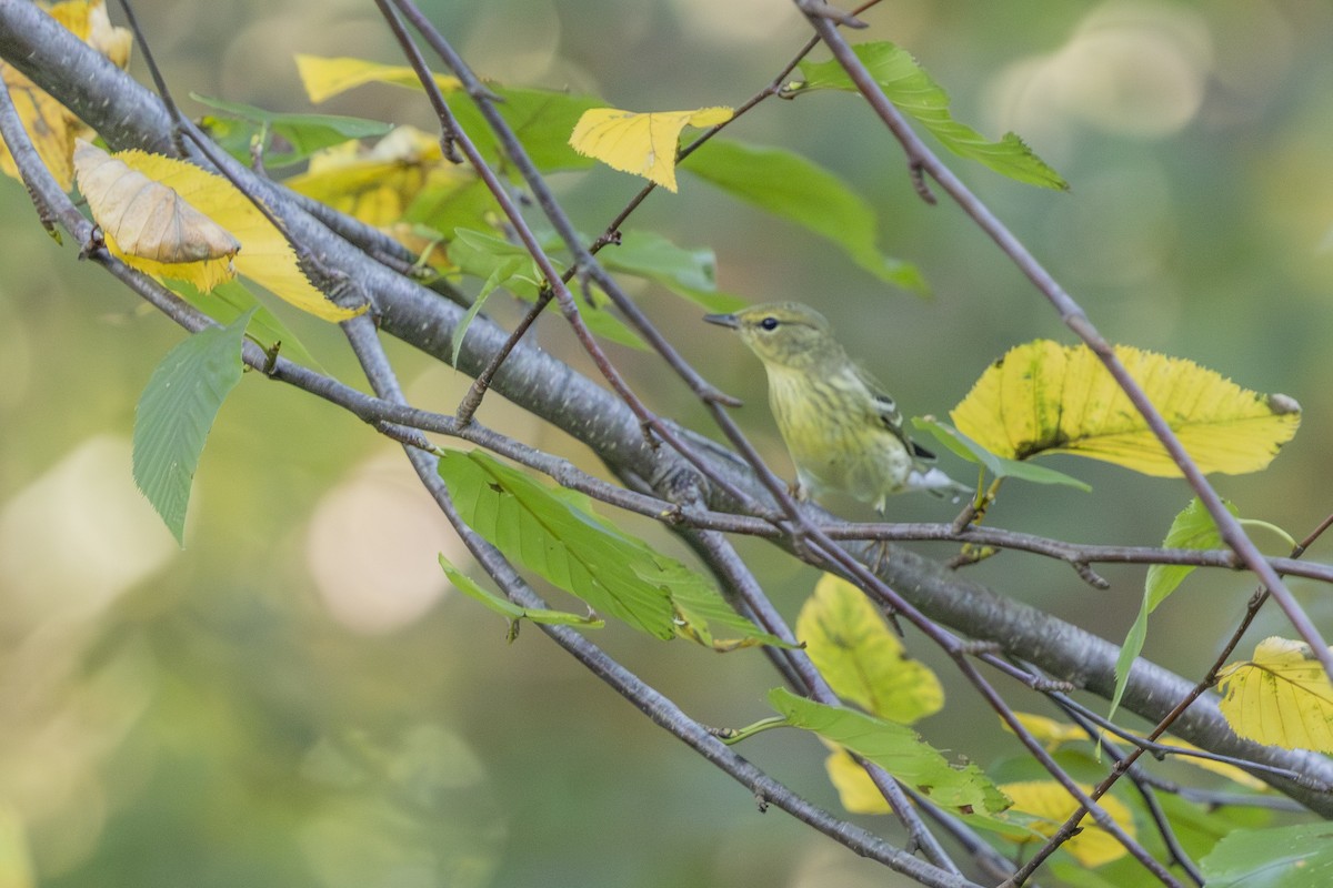 Blackpoll Warbler - ML642503556