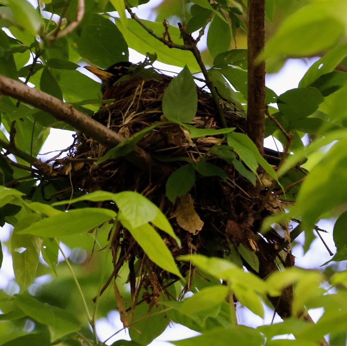 American Robin - ML642503559