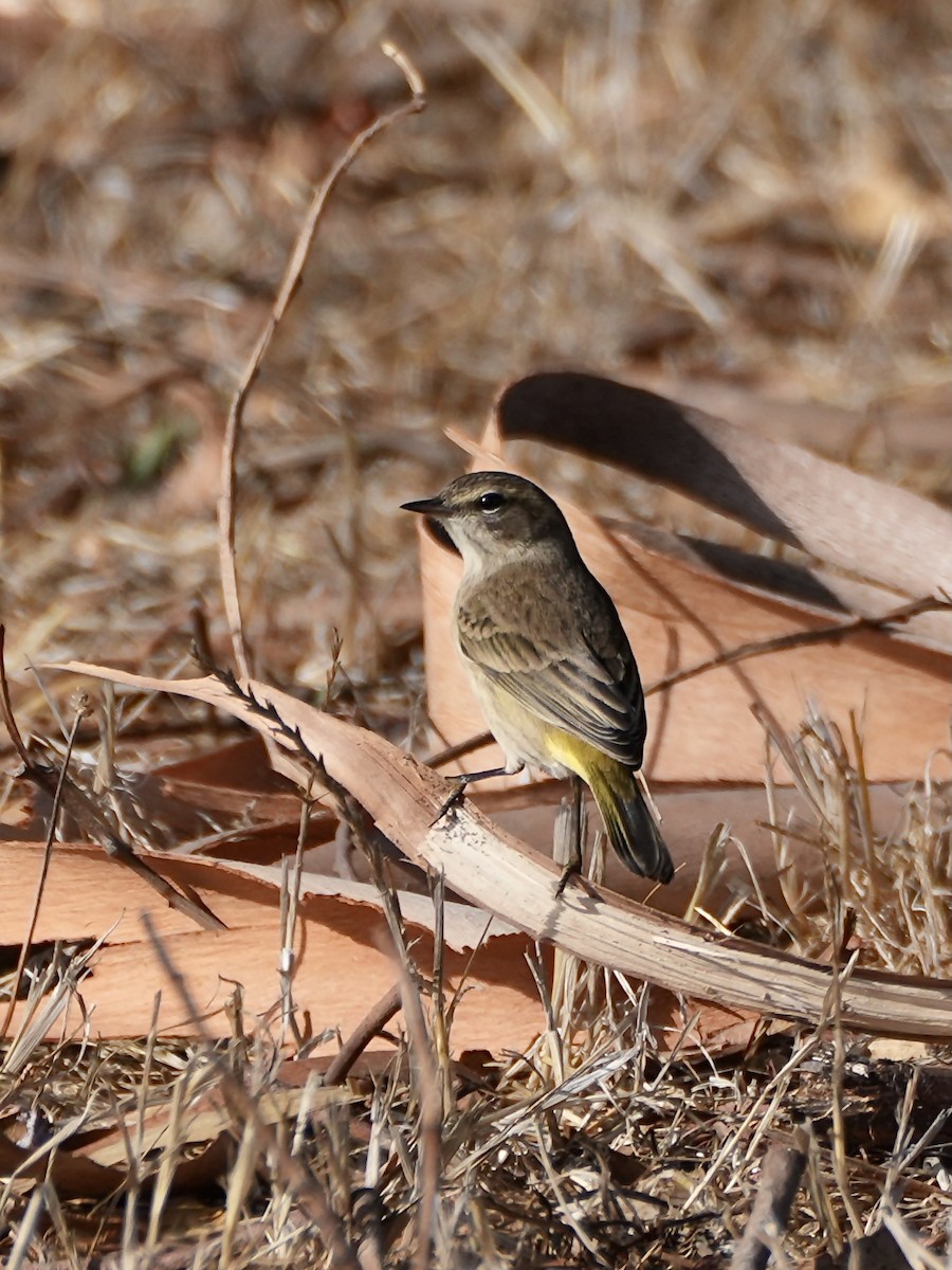 Palm Warbler - ML642503567