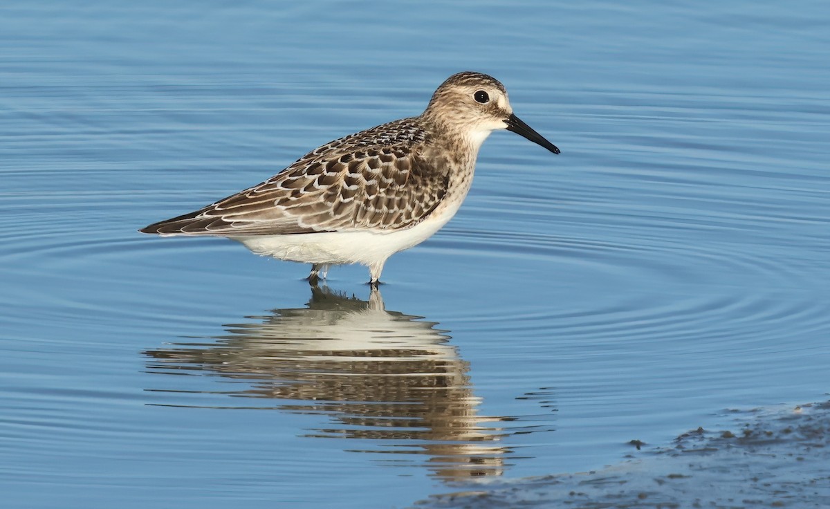 Baird's Sandpiper - ML642503573