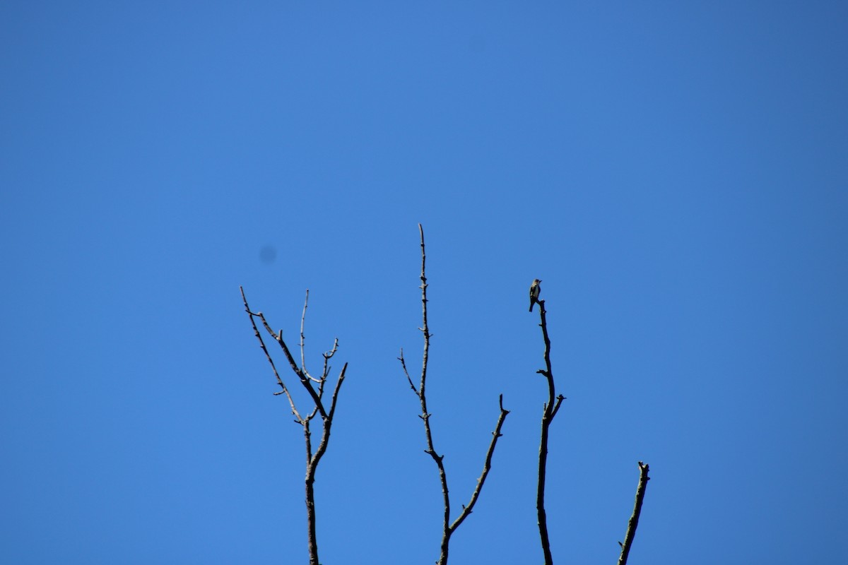 Olive-sided Flycatcher - ML642503575