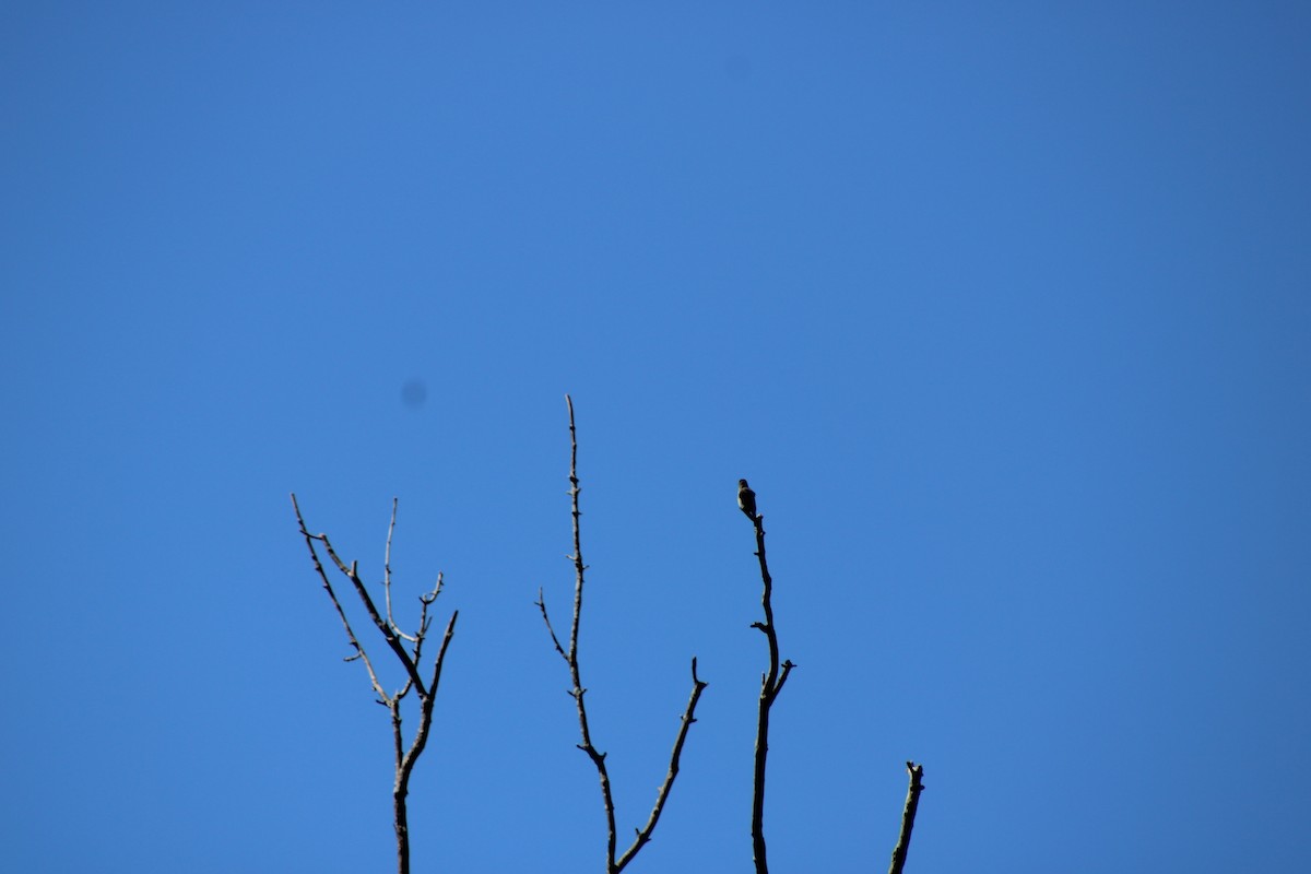 Olive-sided Flycatcher - ML642503576