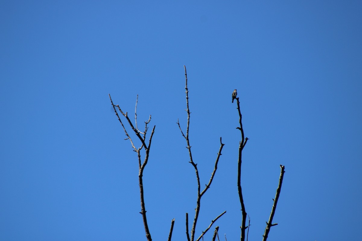 Olive-sided Flycatcher - ML642503578