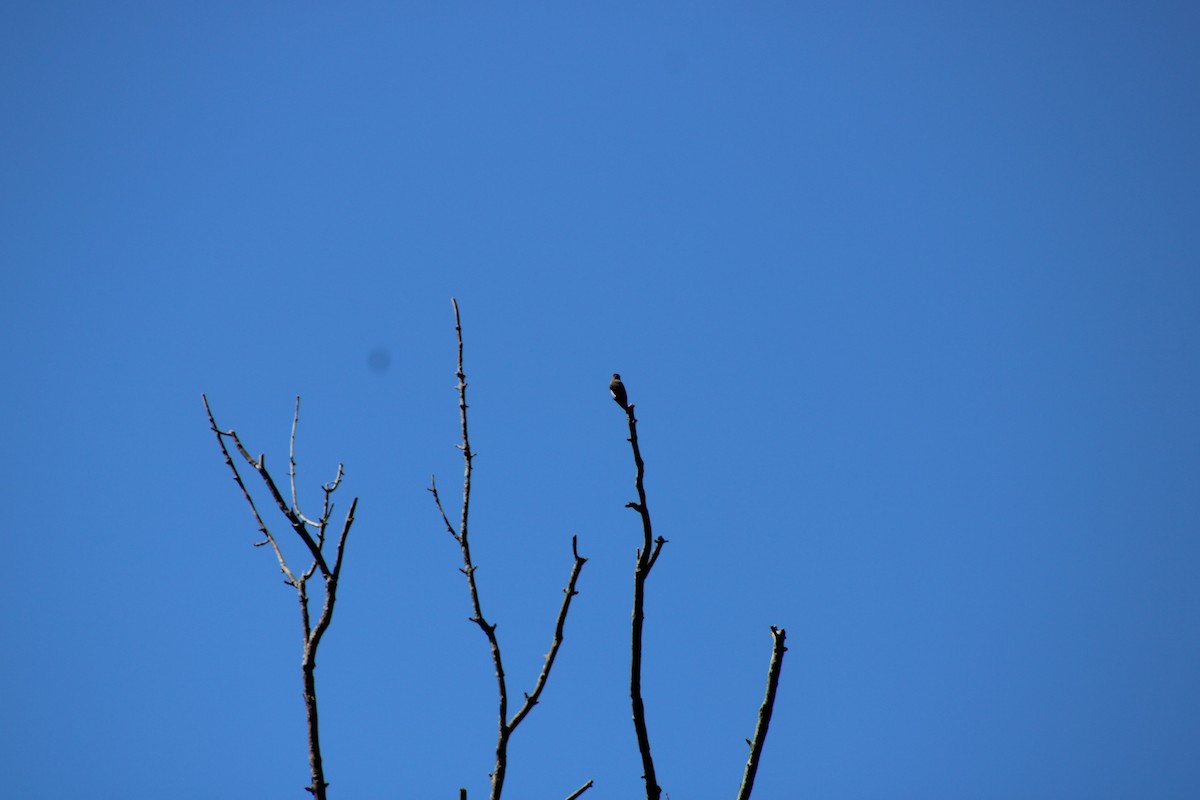 Olive-sided Flycatcher - ML642503581