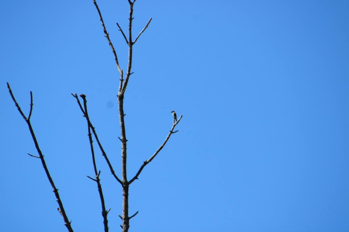 Olive-sided Flycatcher - ML642503585