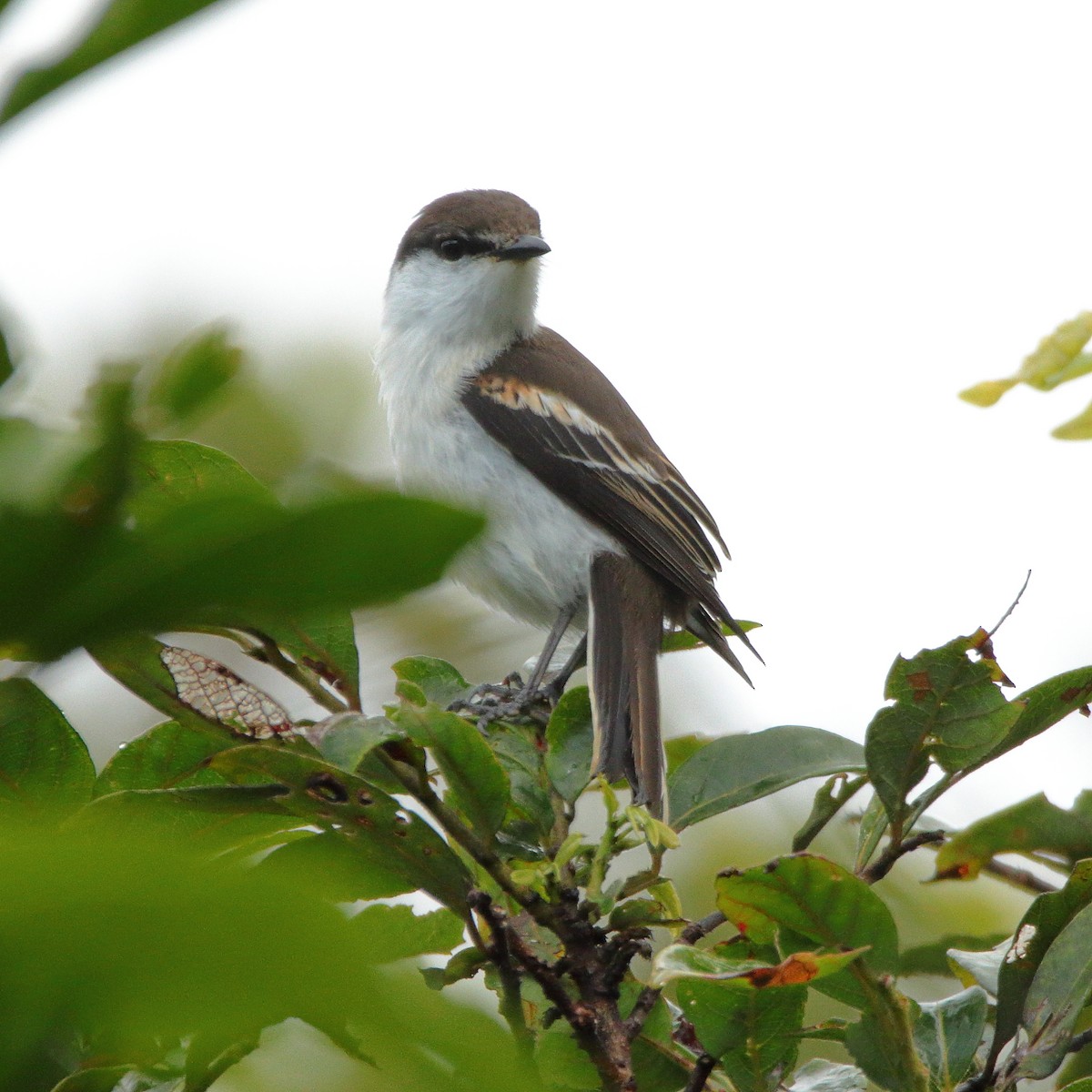 Long-tailed Triller - ML642503606