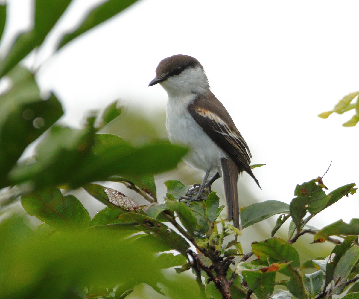 Long-tailed Triller - ML642503608