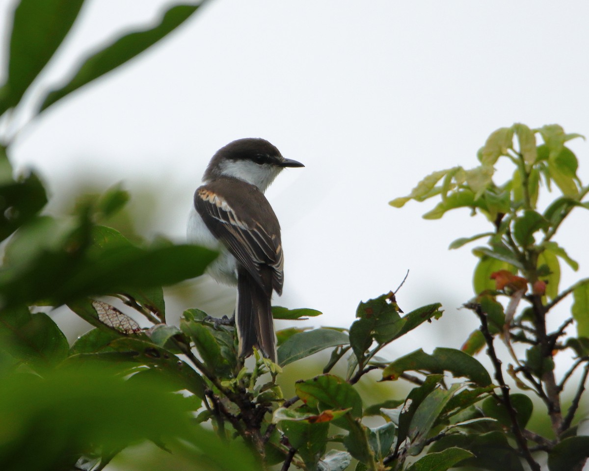 Long-tailed Triller - ML642503609