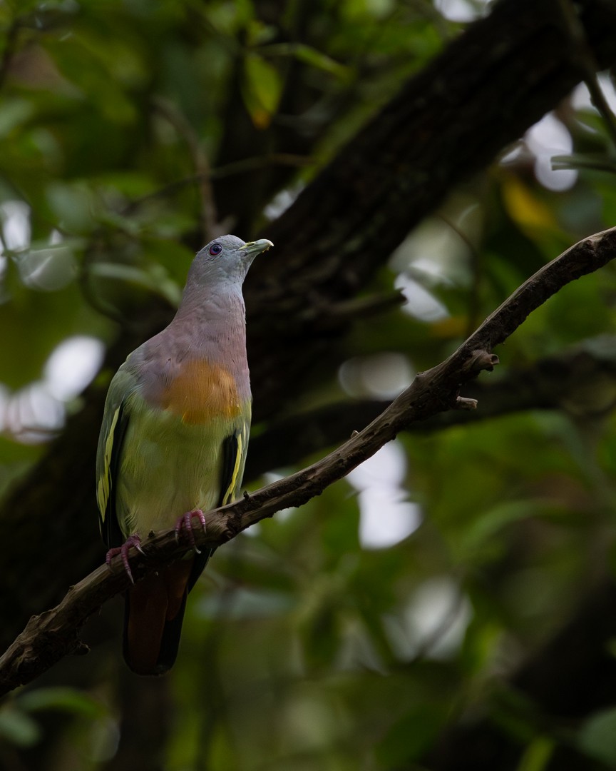 Pink-necked Green-Pigeon - ML642503624