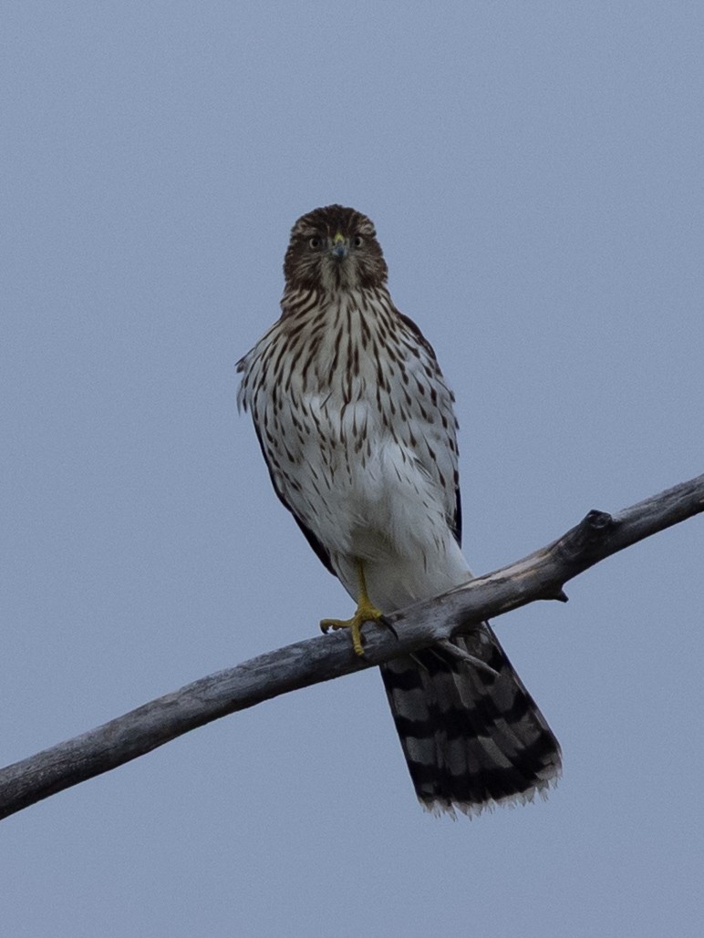 Cooper's Hawk - ML642503637